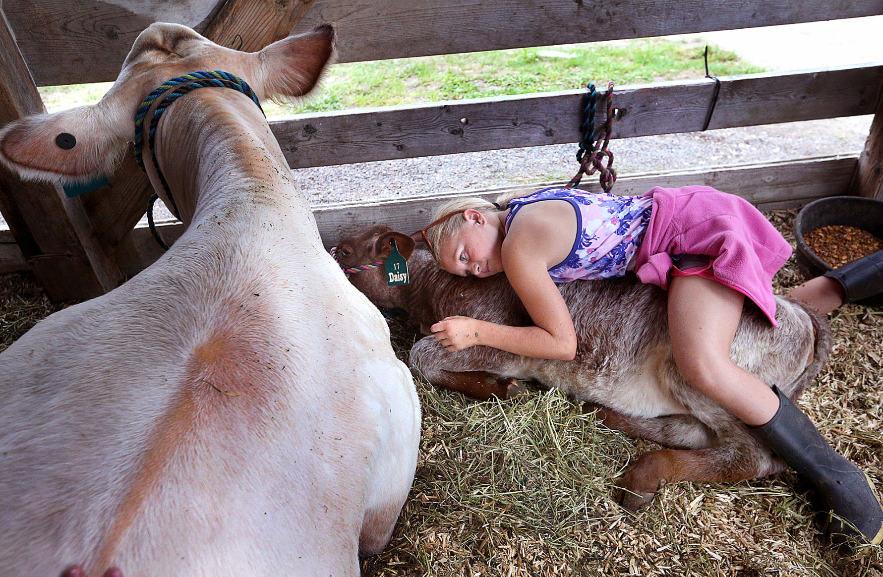 Morning cuddle with the calf
